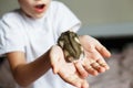 Cute little hamster in child`s hands close Royalty Free Stock Photo