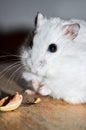 Cute, little hamster eating a pistacchio nut Royalty Free Stock Photo