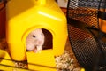 Cute little hamster inside decorative house in cage Royalty Free Stock Photo