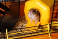 Cute little hamster inside decorative house in cage Royalty Free Stock Photo