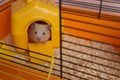 Cute little hamster inside decorative house in open cage Royalty Free Stock Photo