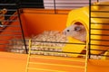 Cute little hamster inside decorative house in open cage Royalty Free Stock Photo