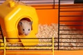 Cute little hamster inside decorative house in open cage Royalty Free Stock Photo