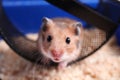 Cute little hamster inside exercise wheel, closeup