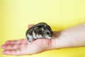 Cute little hamster in mens hands close on yellow background