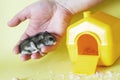 Cute little hamster in mens hands close on yellow background near his house