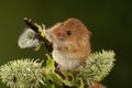 Harvest mice playing on a fern Royalty Free Stock Photo