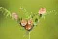 Loads of Harvest mice playing on a fern Royalty Free Stock Photo