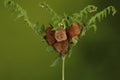 Loads of Harvest mice playing on a fern Royalty Free Stock Photo