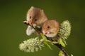 Two Harvest mouse sat on a hawthorn branch Royalty Free Stock Photo