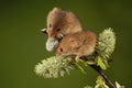 Two Harvest mouse sat on a hawthorn branch Royalty Free Stock Photo