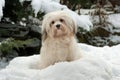 Cute little Havanese girl dog in the snow