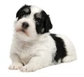 Cute little havanese puppy