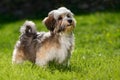 Cute little Havanese puppy stands in the grass