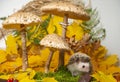 Little hedgehod with parasol mushrooms on forest autumnal background