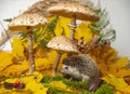 Little hedgehod with parasol mushrooms on forest autumnal background