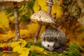 Little hedgehod with parasol mushrooms on forest autumnal background