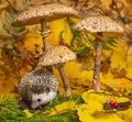 Little hedgehod with parasol mushrooms on forest autumnal background