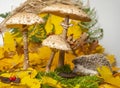 Little hedgehod with parasol mushrooms on forest autumnal background