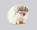 Cute Little Hedgehog on Grey Background