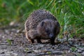 A cute little hedgehog setting out on its evening foray Royalty Free Stock Photo