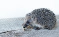 Cute little hedgehog on a wooden Board. The mammal eats pieces of meat.