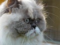 Cute little himalayan cat on a blurry background