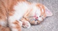 A charming cat with a pink nose has closed its eyes and is resting on a blanket. Cute little home-made red striped kitten is Royalty Free Stock Photo
