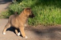 A Cute little homeless puppy is running outside alone Royalty Free Stock Photo