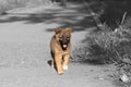 A Cute little homeless puppy is running outside alone Royalty Free Stock Photo