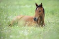 Cute little horse is lying on grass Royalty Free Stock Photo