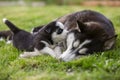 Cute little husky puppies playing with her dog mom outdoors on a meadow in the garden or park