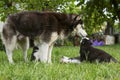 Cute little husky puppies playing with her dog mom outdoors on a meadow in the garden or park Royalty Free Stock Photo