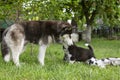 Cute little husky puppies playing with her dog mom outdoors on a meadow in the garden or park Royalty Free Stock Photo