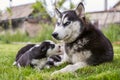 Cute little husky puppies playing with her dog mom outdoors on a meadow in the garden or park Royalty Free Stock Photo