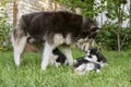 Cute little husky puppies playing with her dog mom outdoors on a meadow in the garden or park Royalty Free Stock Photo