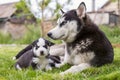 Cute little husky puppies playing with her dog mom outdoors on a meadow in the garden or park Royalty Free Stock Photo