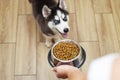 Cute little husky puppy at home waiting to eat his food in a bowl. Owner feeding his cute dog at home. Pets indoors Royalty Free Stock Photo