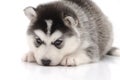 Cute little husky puppy on white background