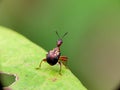 Cute little insect on green leaf