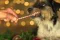 Cute Little Jack Russell Terrier dog is licking a candy cane in front of blurred Christmas background. Candy is held out to him Royalty Free Stock Photo