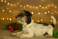 Cute little cute Jack Russell Terrier dog lies at Christmas between green branches and Christmas balls Royalty Free Stock Photo