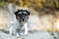 Cute little Jack Russell Terrier dog in a sand pit in autumn season