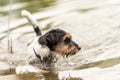 Cute little Jack Russell Terrier dog swims in a beauty lake