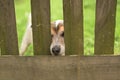 Cute Little Jack Russell Terrier dog 12 years old. Doggie squeezes his nose through the fence opening Royalty Free Stock Photo