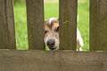 Cute Little Jack Russell Terrier dog 12 years old. Doggie squeezes his nose through the fence opening Royalty Free Stock Photo