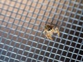 Cute little jumping spider