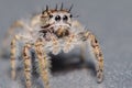 Cute little jumping spider