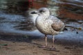 Cute little juvenile herring gull Royalty Free Stock Photo