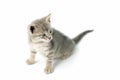 Cute little kitten Royalty Free Stock Photo